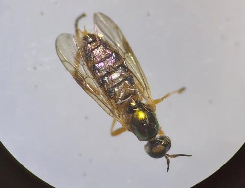 Réf. 311 472 : Chorisops tunisiae